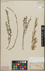 Foto von Salix repens subsp. rosmarinifolia (L.) Andersson